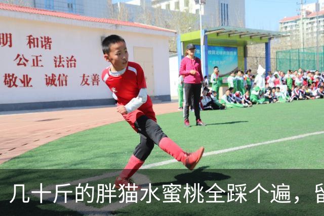 几十斤的胖猫水蜜桃全踩个遍，留下猫脚印，主人：踩桃比踩我还痛！