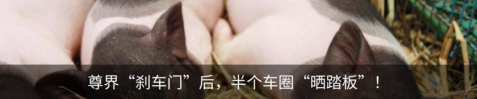 新闻动态